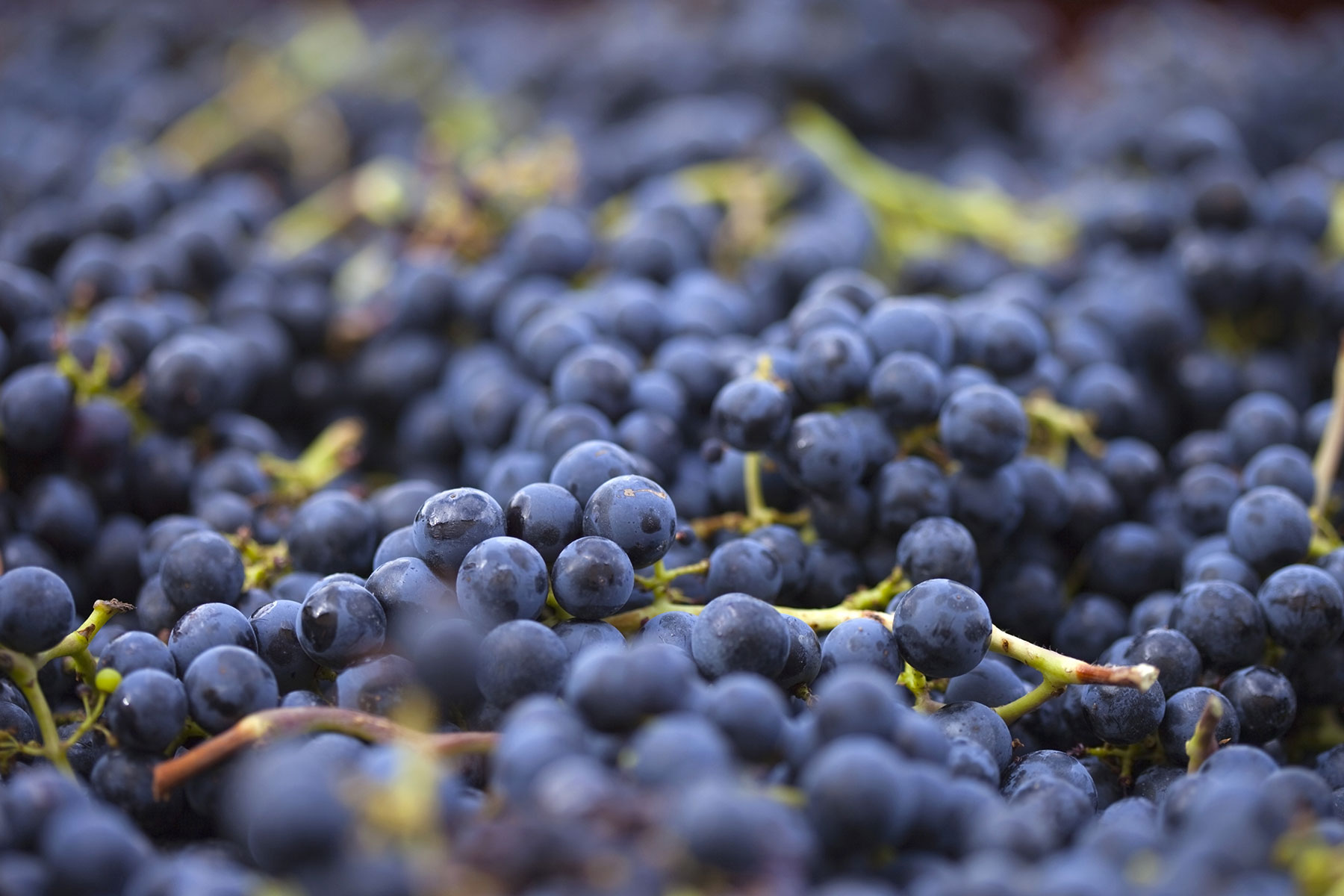 Caspri biodynamic grapes new harvest